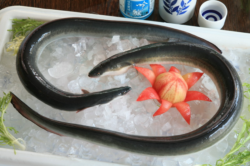 Frozen Gutted Eel